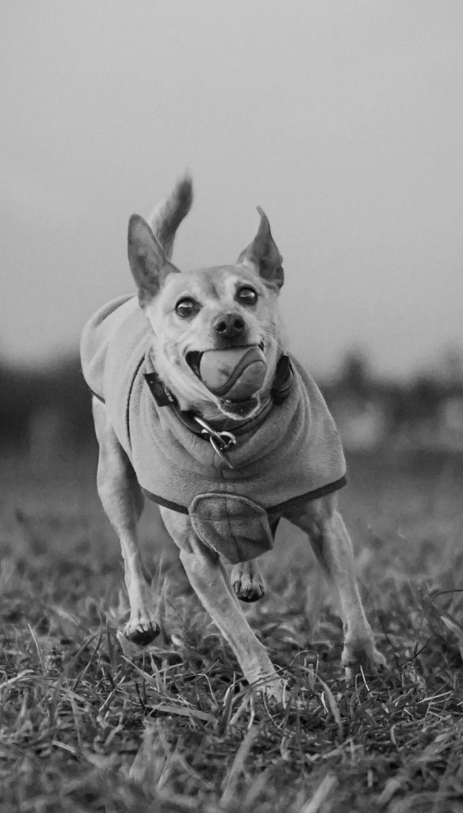 Black and white dog photography