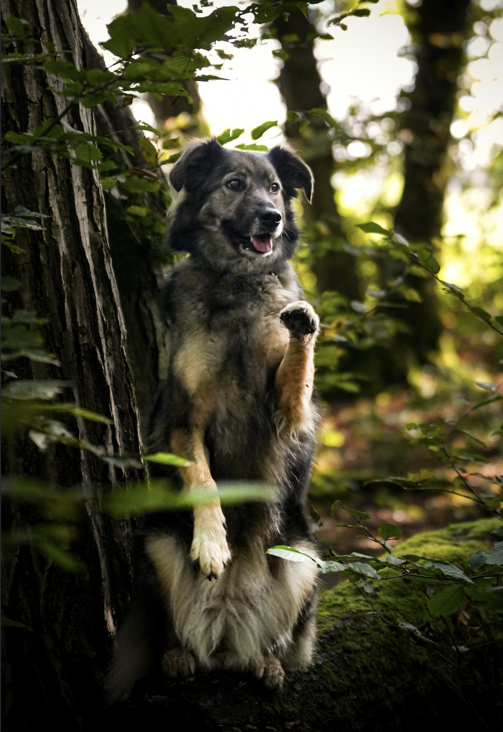 Dog photography