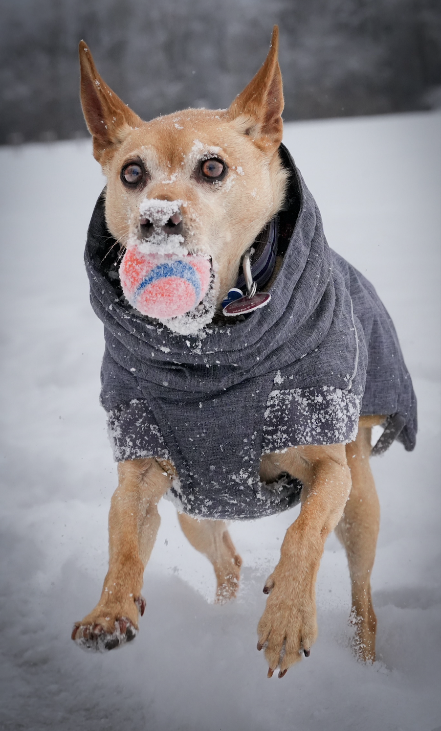Dog photography