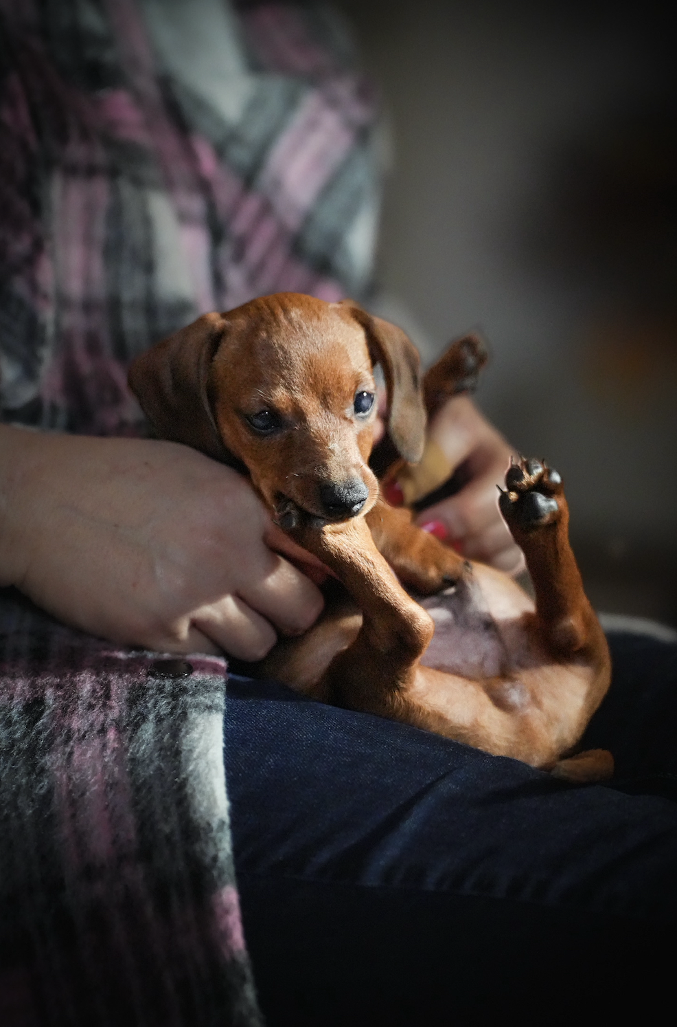 Dog photography