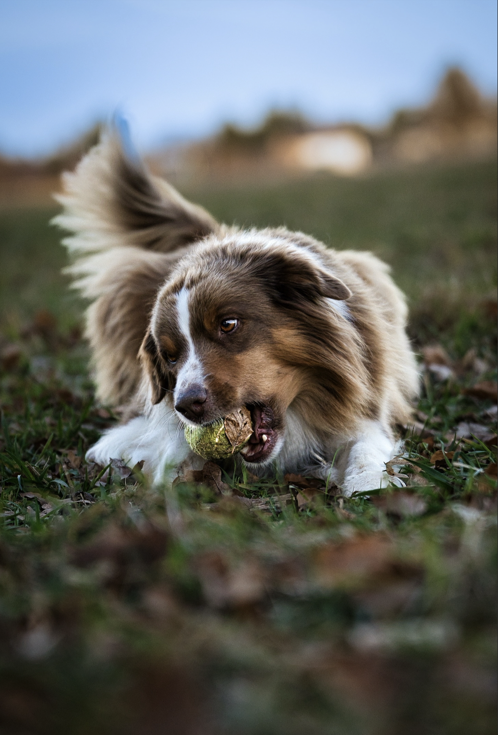 Dog photography