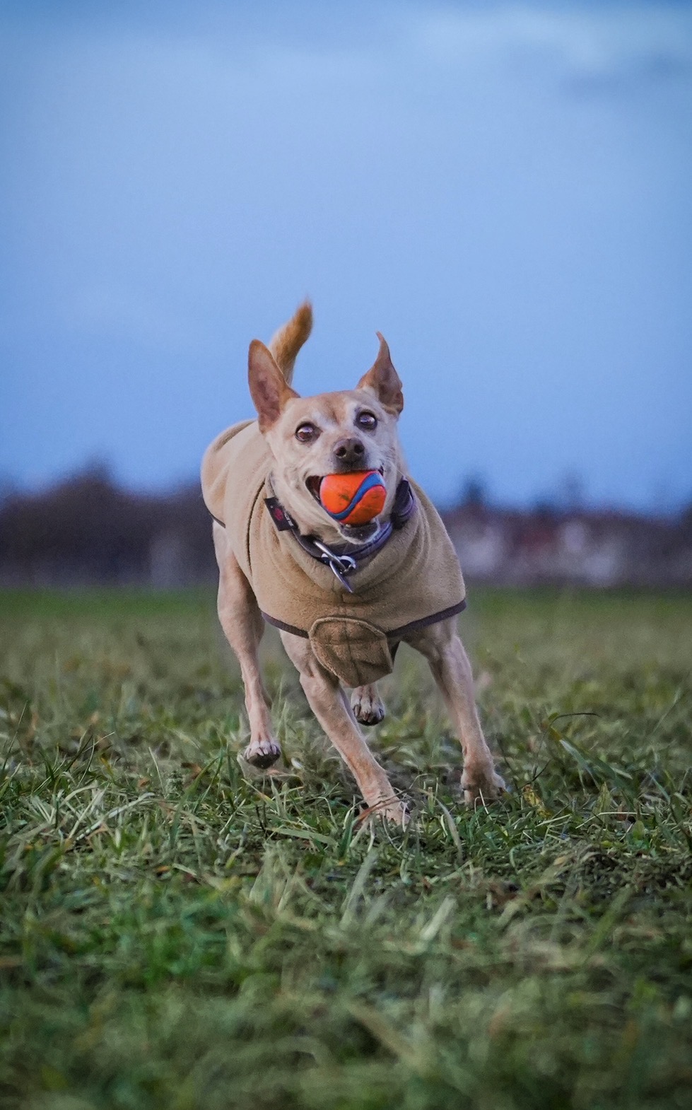Dog running outdoors
