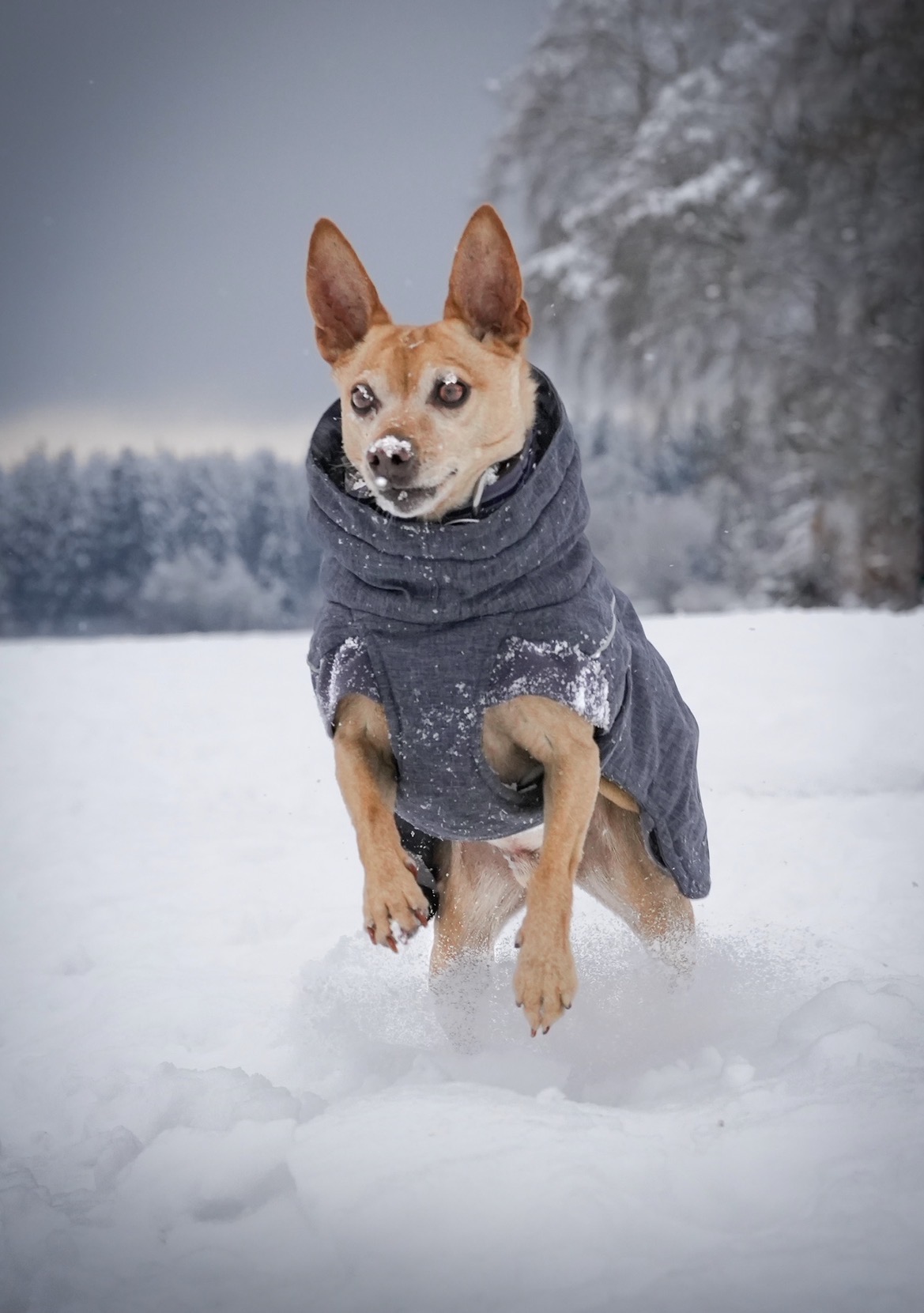 Dog portrait in the snow
