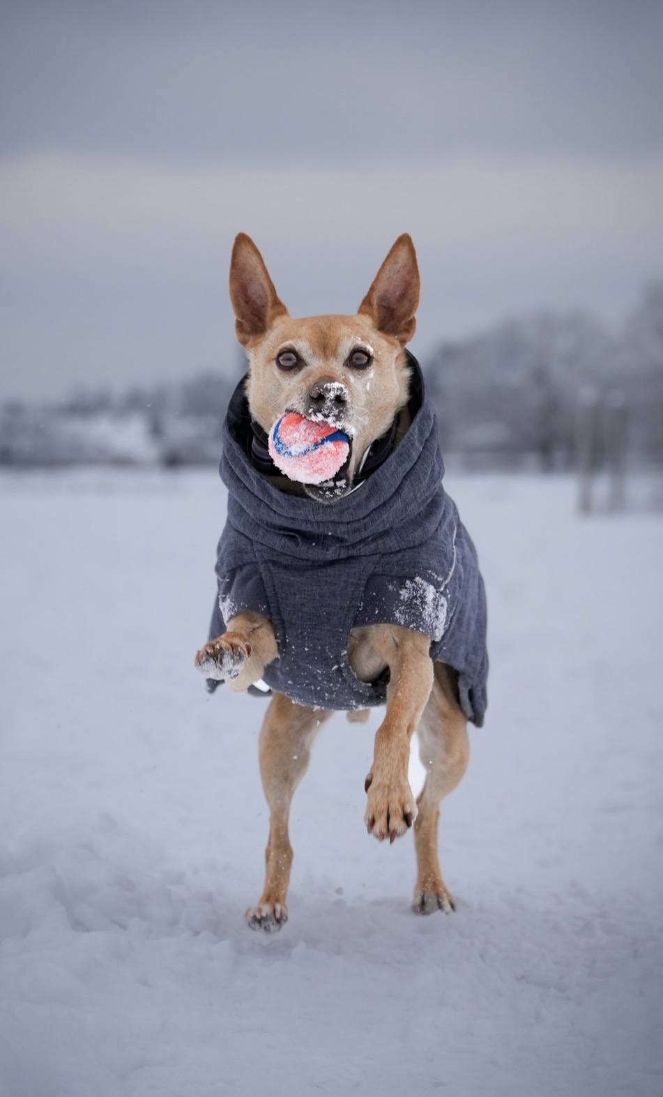 Dog running through snow