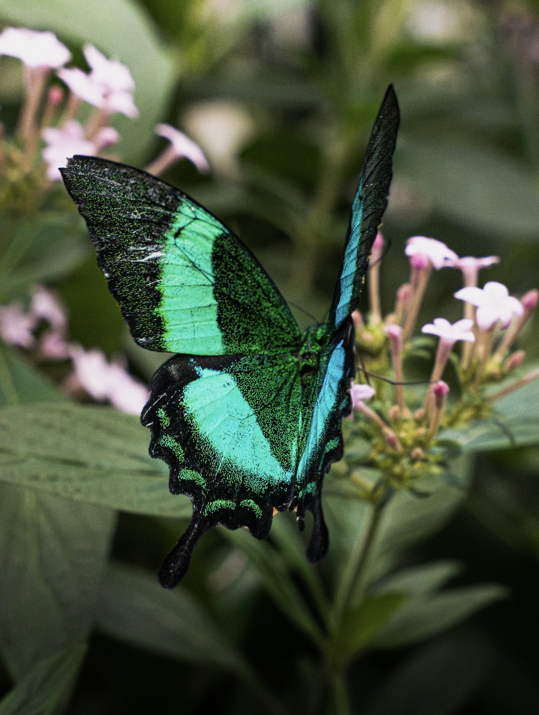 Wildlife photography