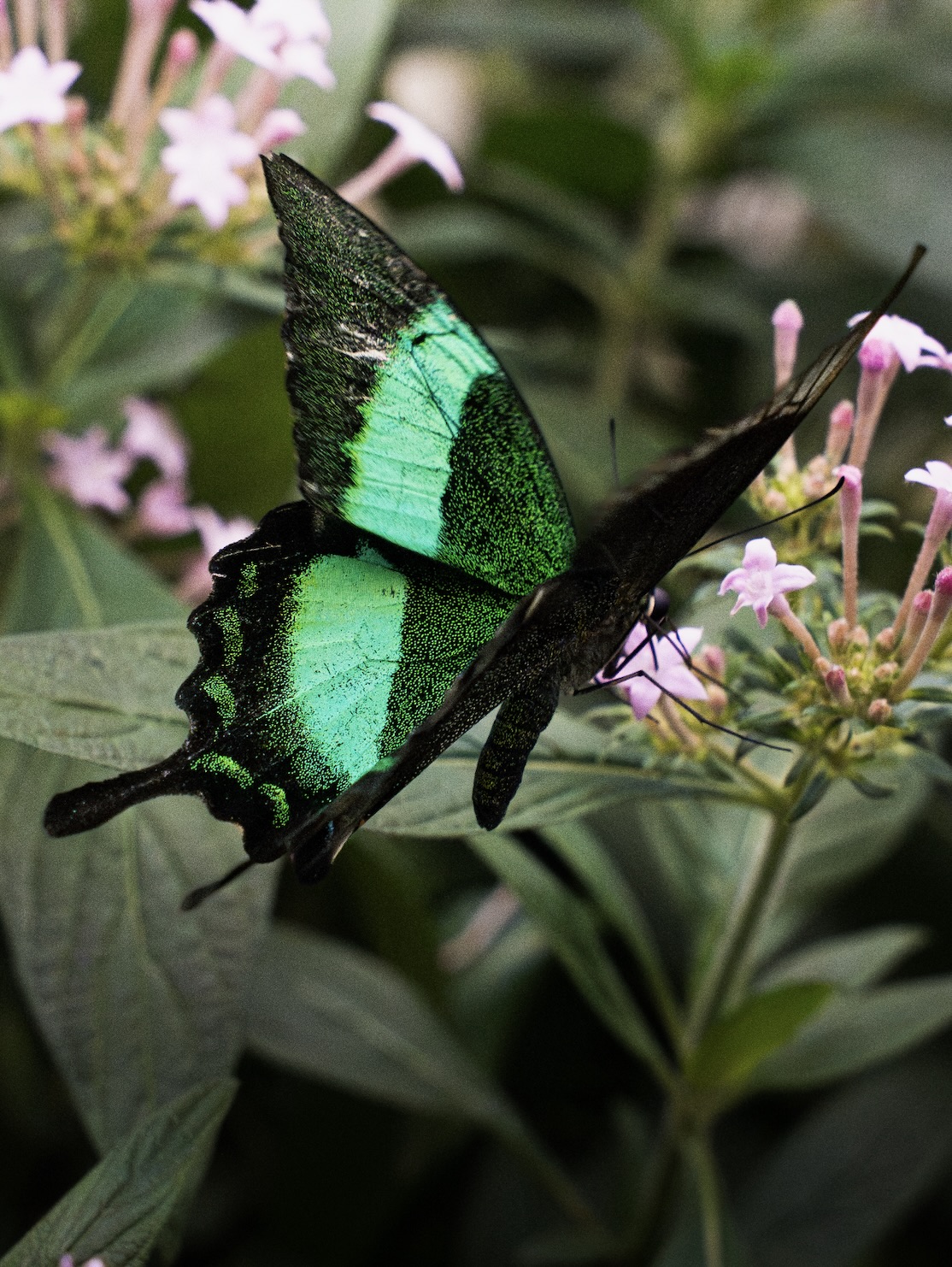 Wildlife photography