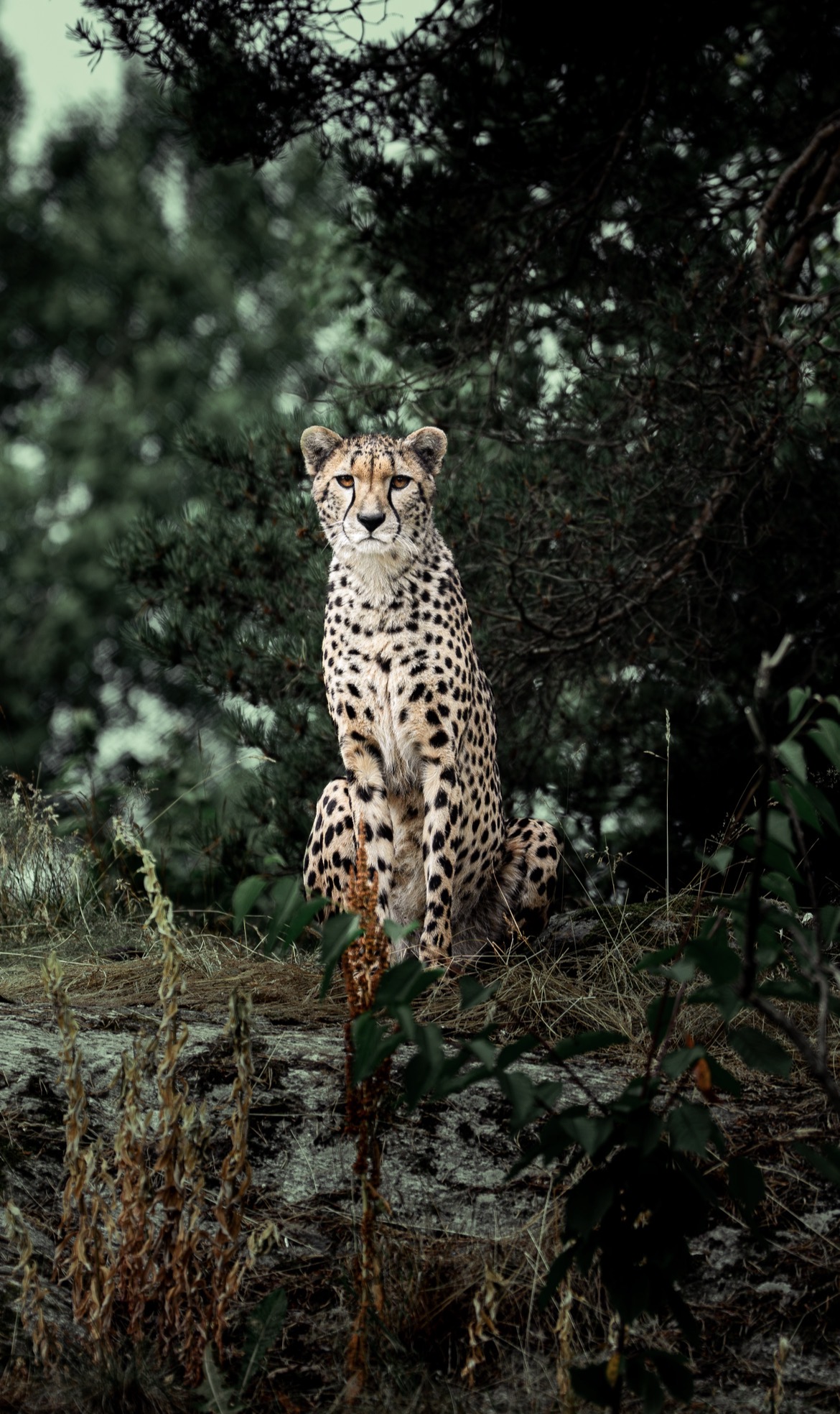 Wildlife photography