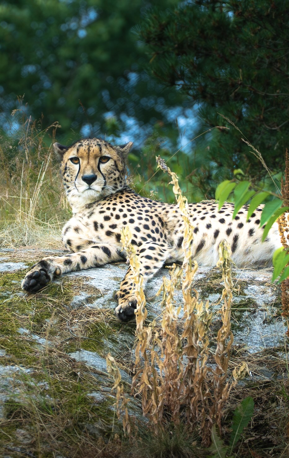 Wildlife photography