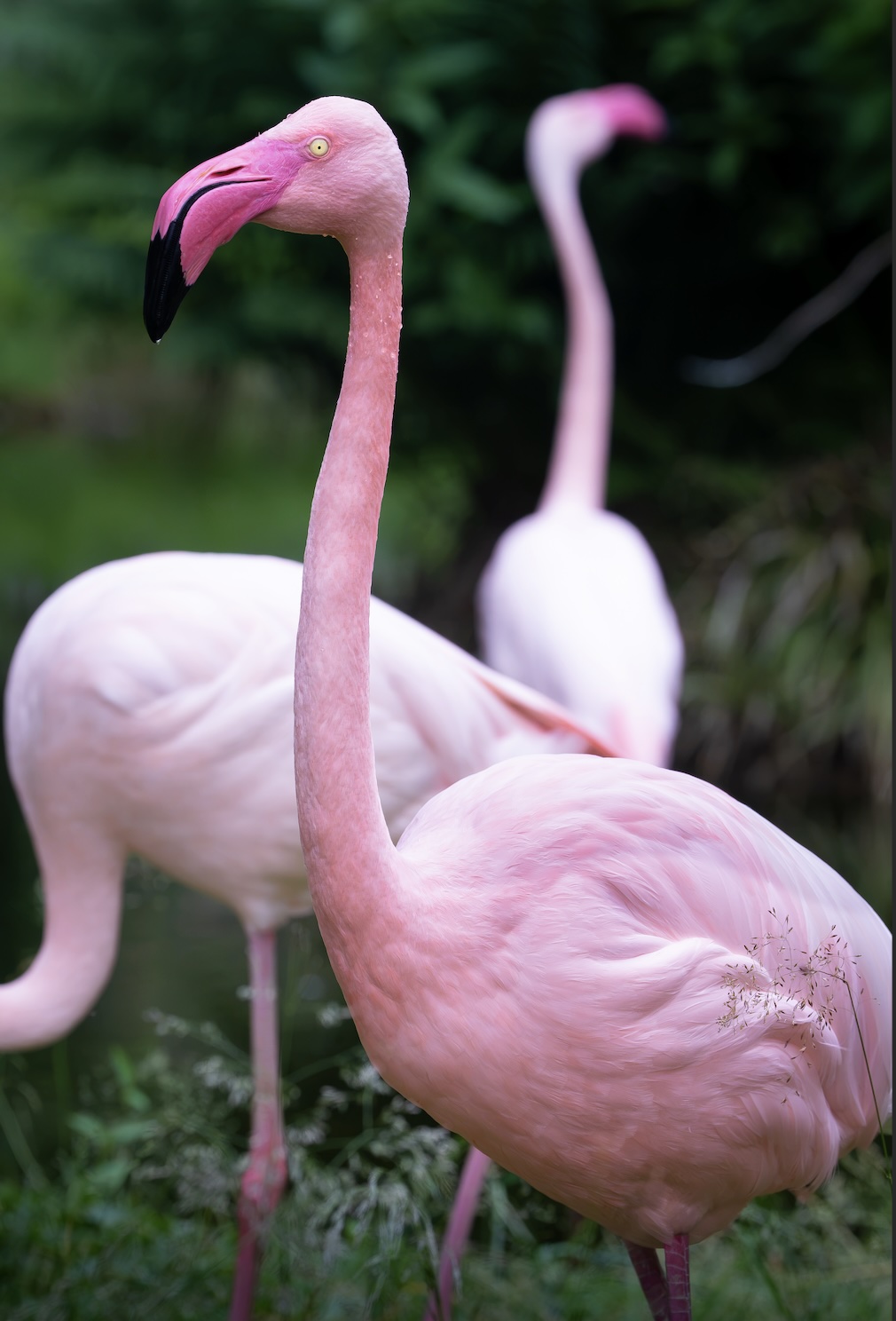 Wildlife photography
