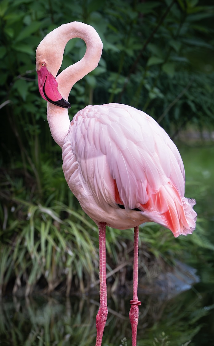 Wildlife photography