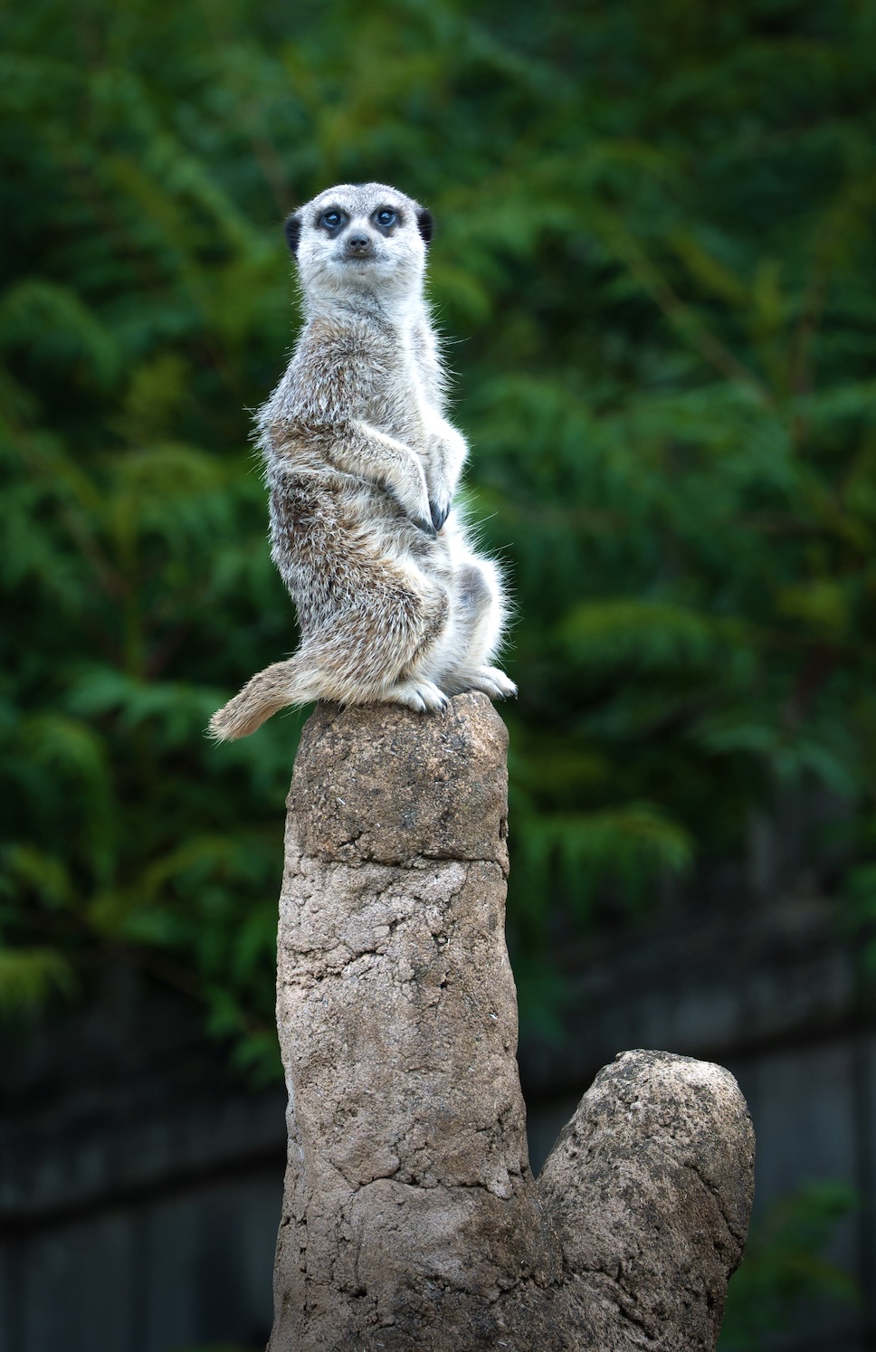 Wildlife photography