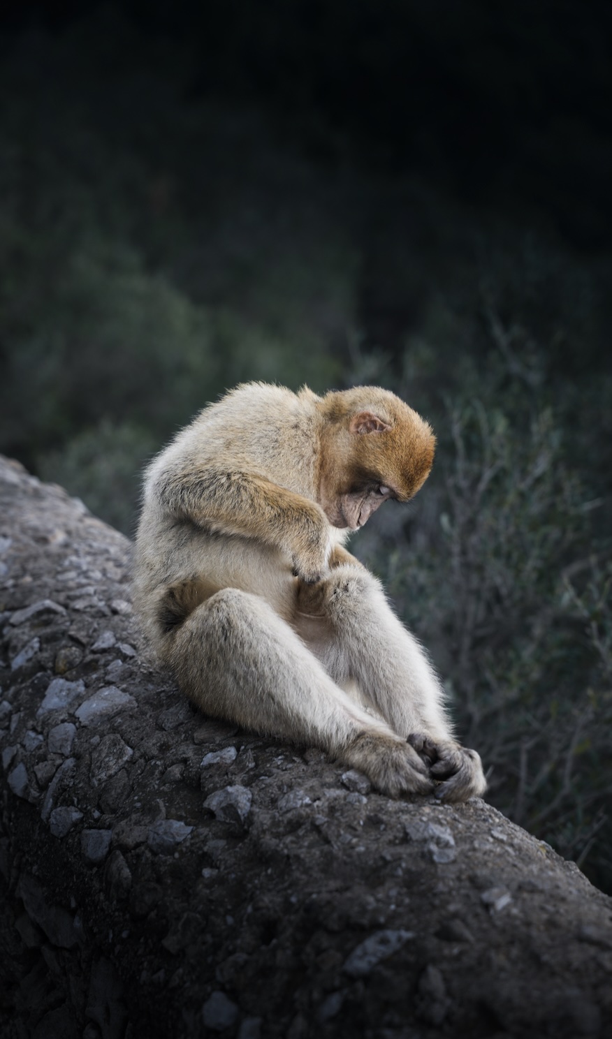 Wildlife photography