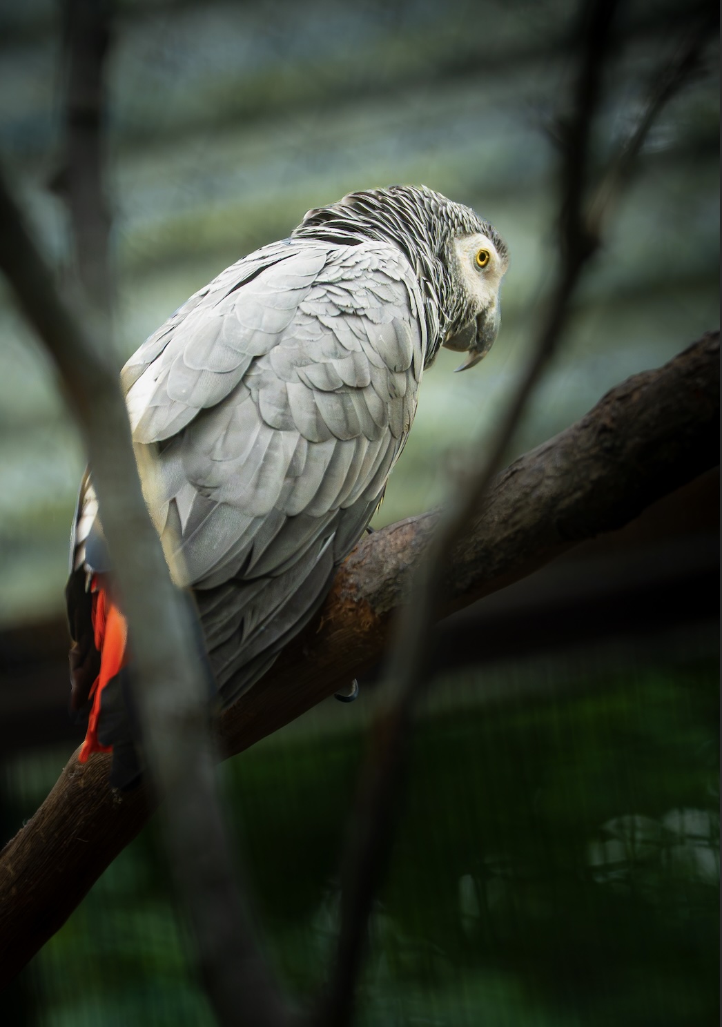 Wildlife photography