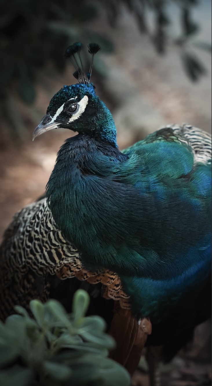 Wildlife photography