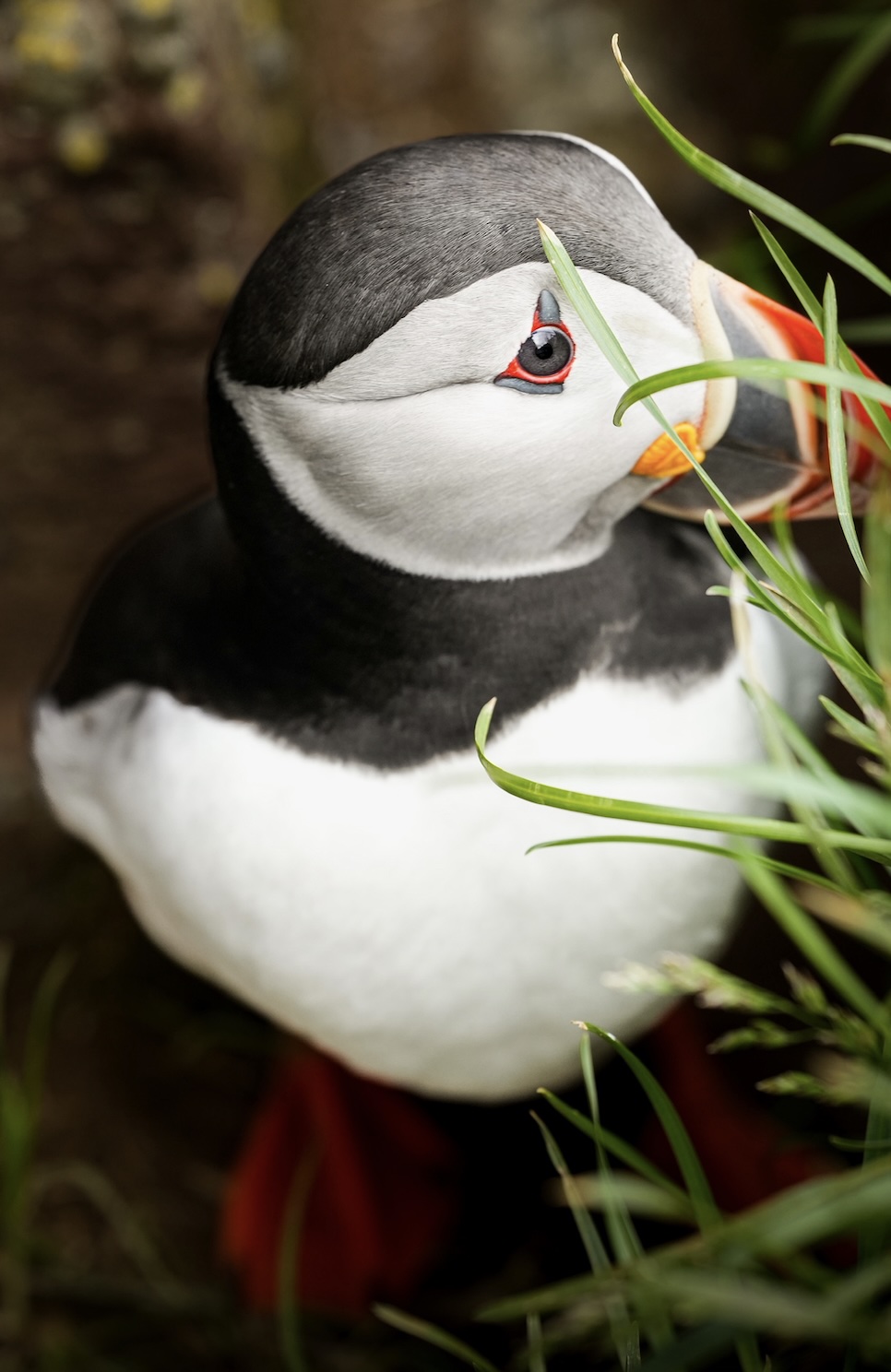 Wildlife photography
