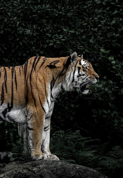 Tiger portrait