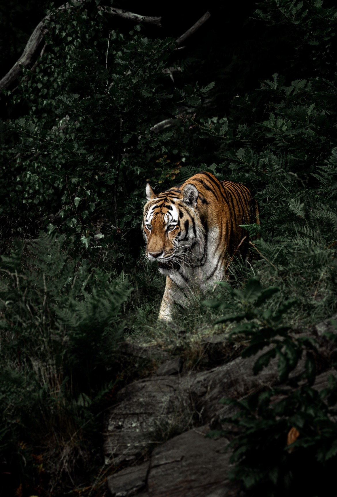 Walking tiger