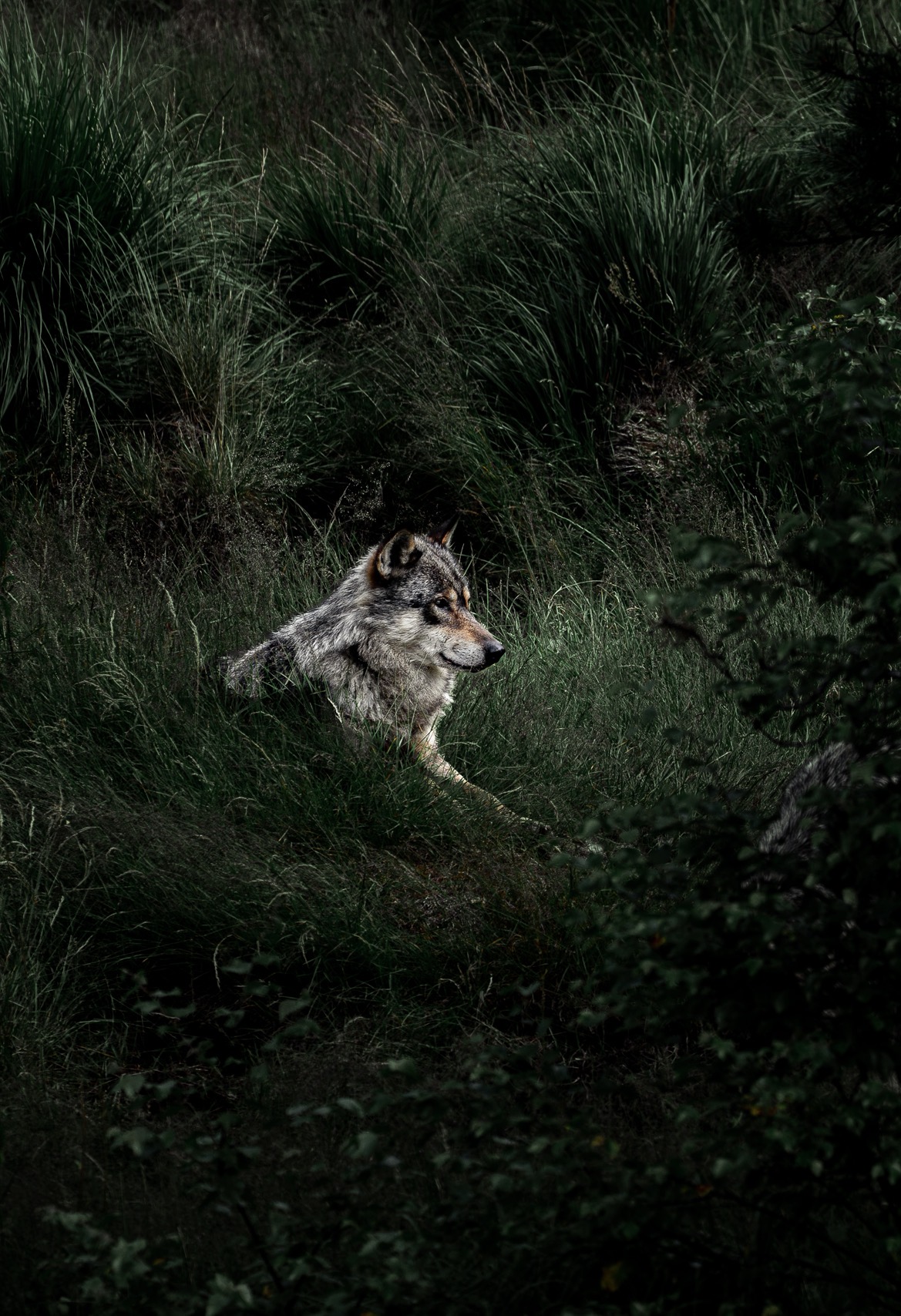 Wild wolf